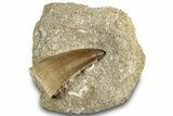 Beautiful Fossil Mosasaur Tooth in Rock - Morocco #311872-1
